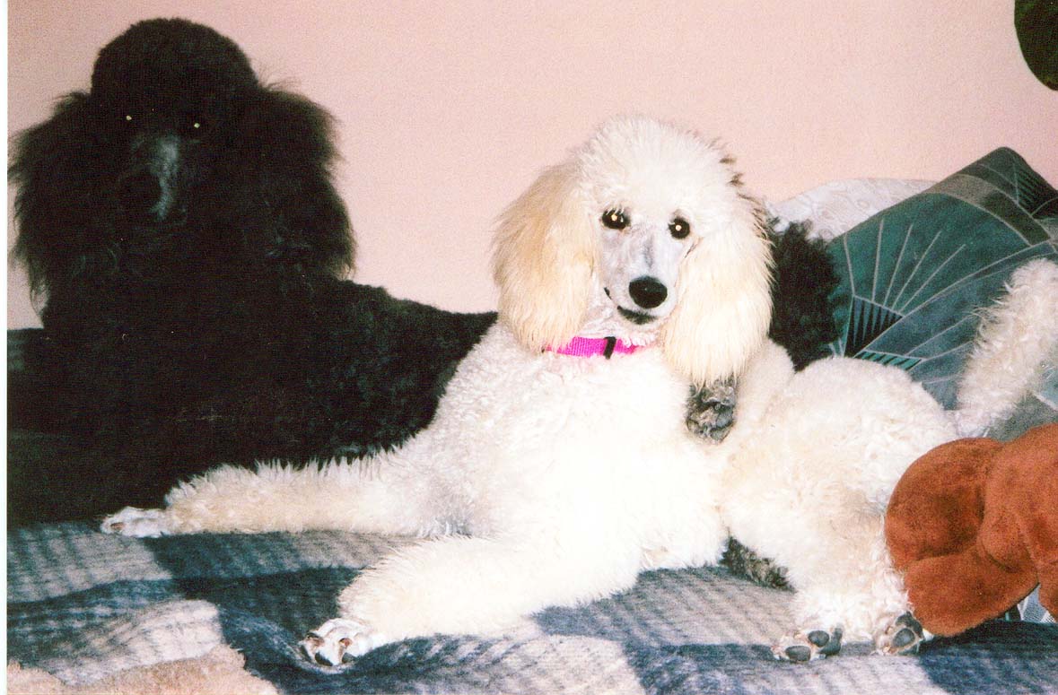 dogs.jpg